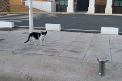 poes